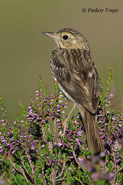 Bisbita arbóreo (Anthus trivialis)